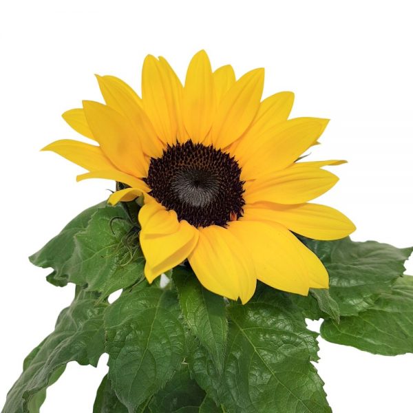 Helianthus-Floarea Soarelui mica
