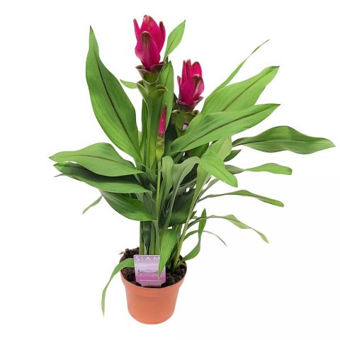 Curcuma, laleaua thailandeză, plantă exotică cu flori roz-mov