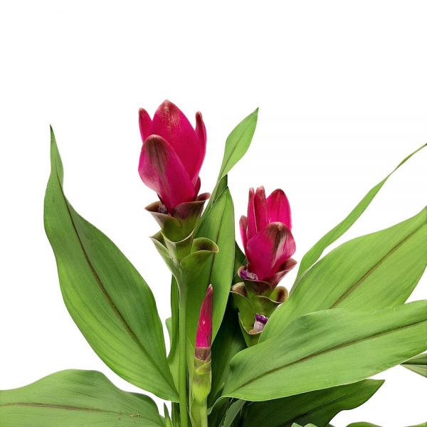 Curcuma - laleaua thailandeza mica