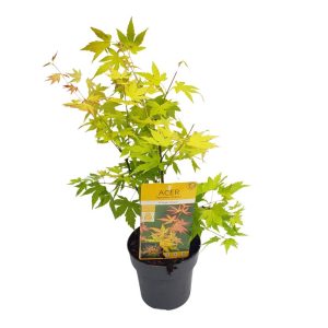 Acer palmatum