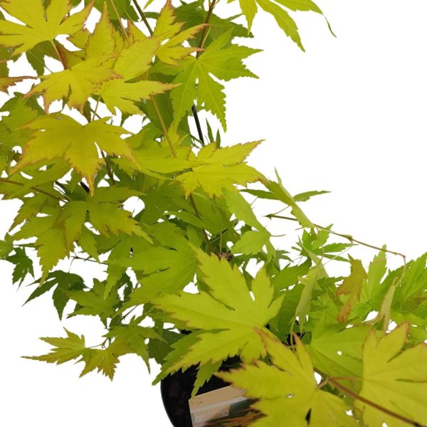 Acer palmatum