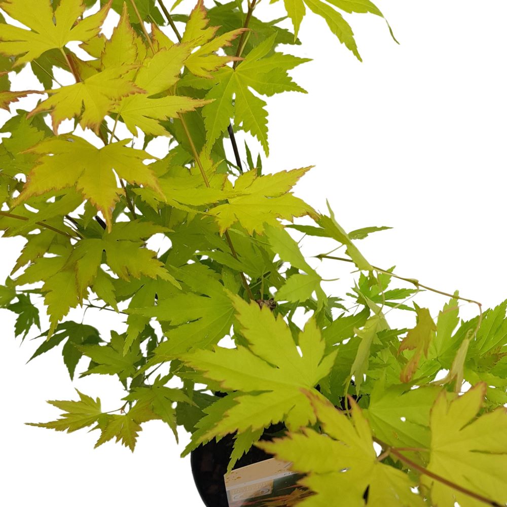 Acer palmatum Acer palmatum