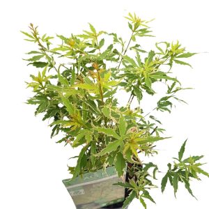 Acer palmatum