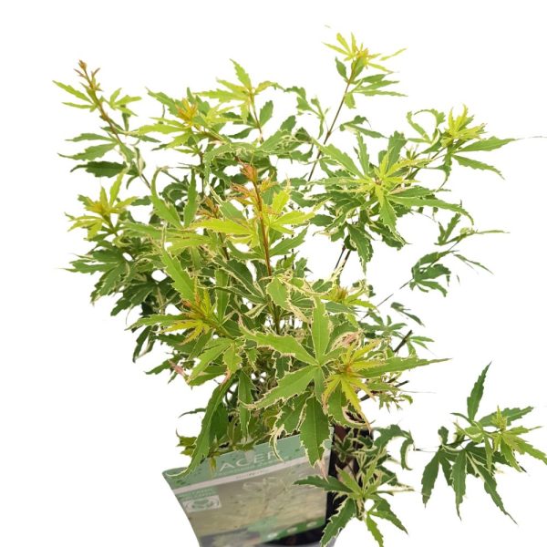 Acer palmatum