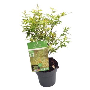 Acer palmatum
