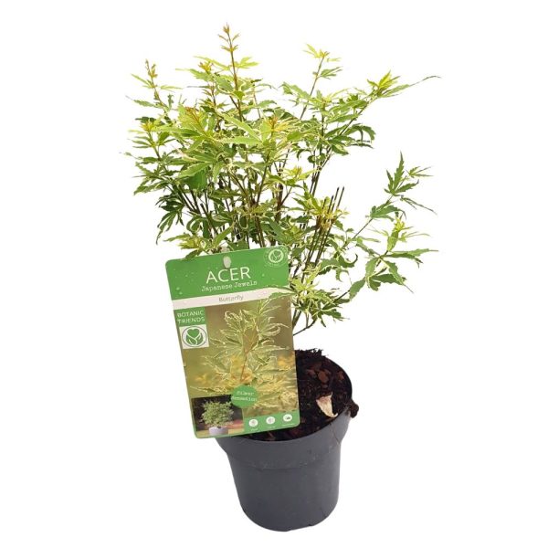 Acer palmatum