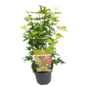 Acer palmatum
