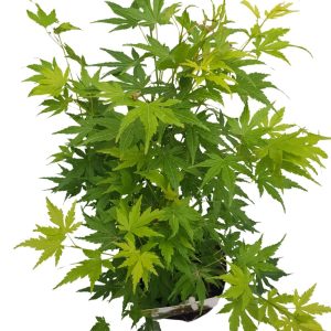 Acer palmatum