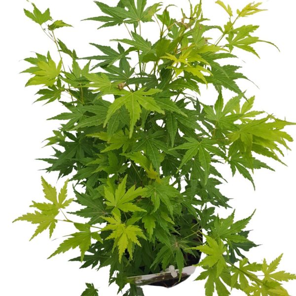 Acer palmatum