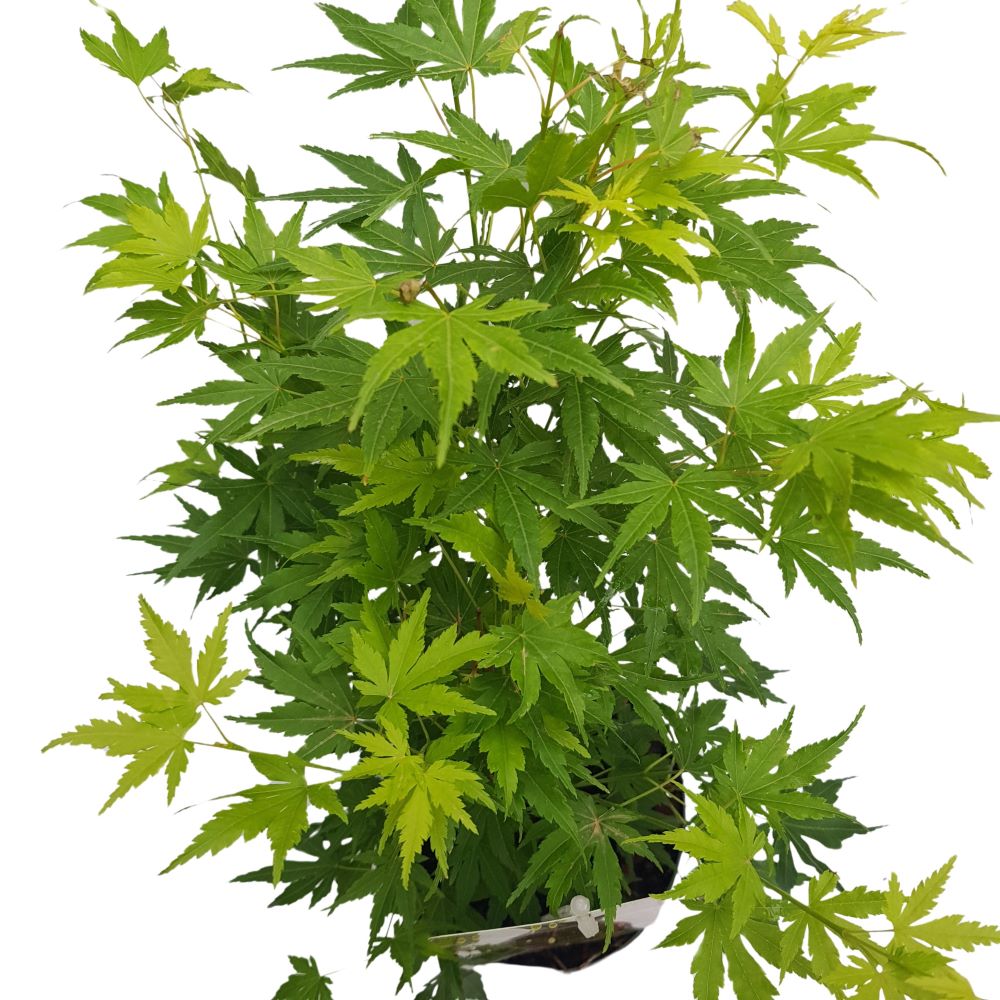 Acer palmatum Acer palmatum