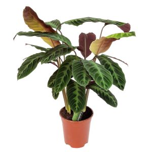 Calathea Warscewiczii