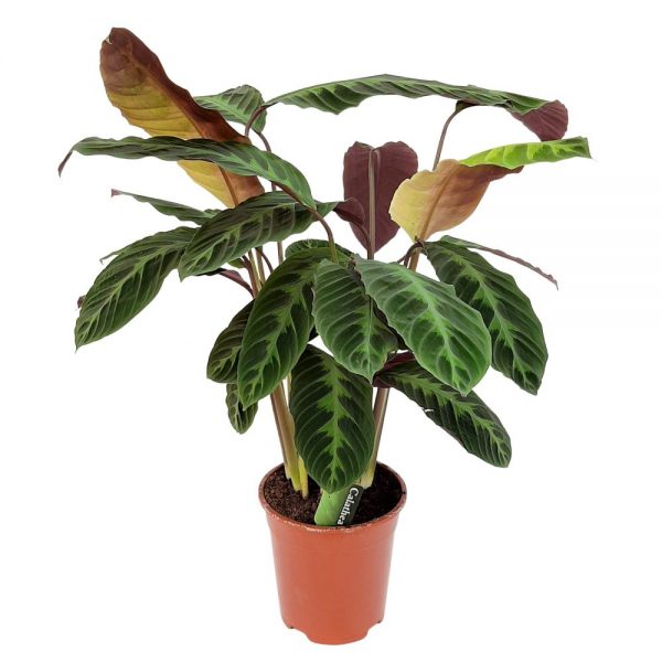 Calathea Warscewiczii