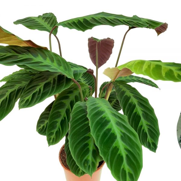 Calathea Warscewiczii