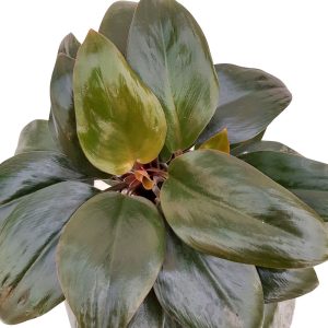 Philodendron Red