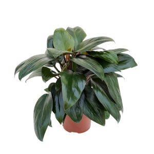 Philodendron Red