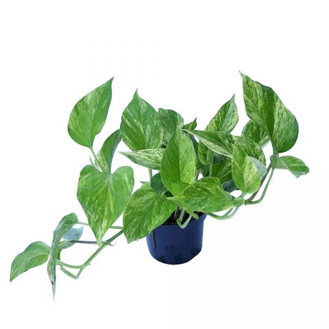 Epipremnum Marble Queen