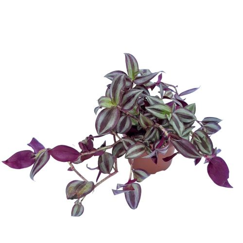 Tradescantia Purpel Hill