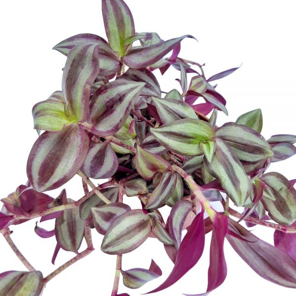 Tradescantia Purpel Hill