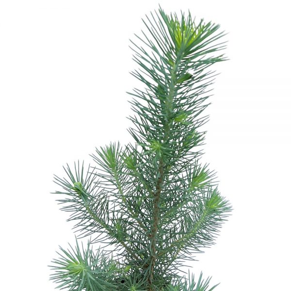 Pinus Pinea mic