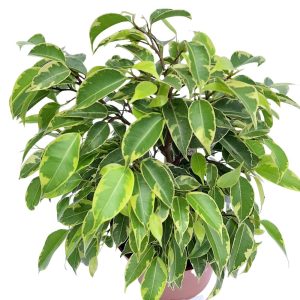 Ficus Benjamin Kinky bicolor