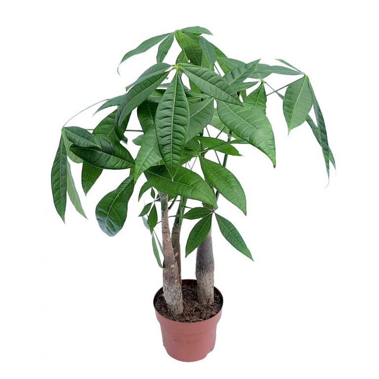 Pachira Aquatica