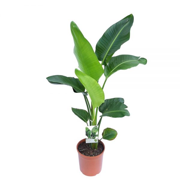 Strelitzia Nicolai