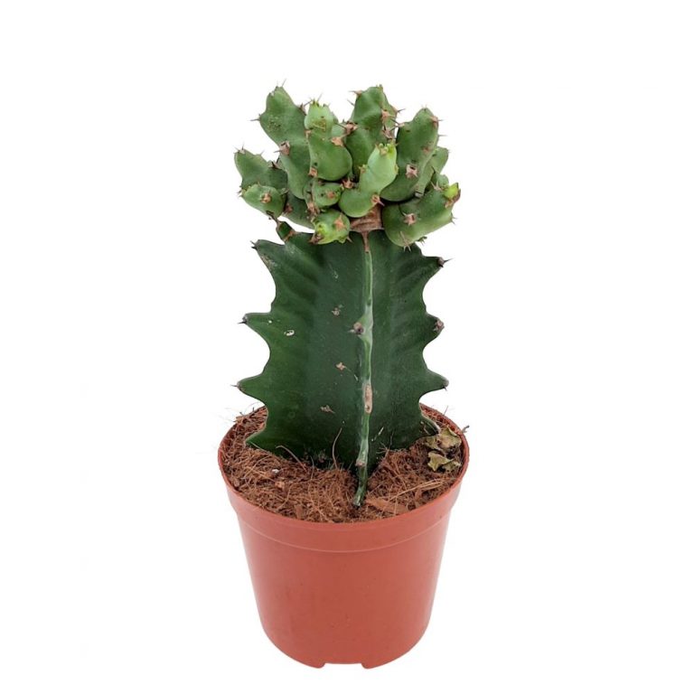 Euphorbia Cristata Lactea, cactus decorativ cu forma crestata unica
