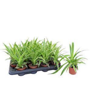 Chlorophitum mini