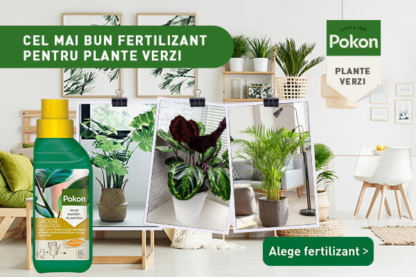 Pokon lichid plante verzi banner_mobile