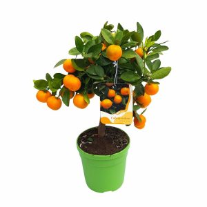 Citrice - Calamondin Grecia