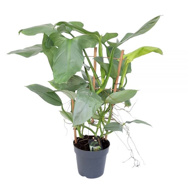 Philodendron Silver Queen pe scarita