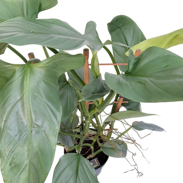 Philodendron Silver Queen pe scarita