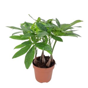 Pachira Aquatica mai multe plante