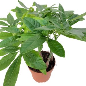 Pachira Aquatica mai multe plante