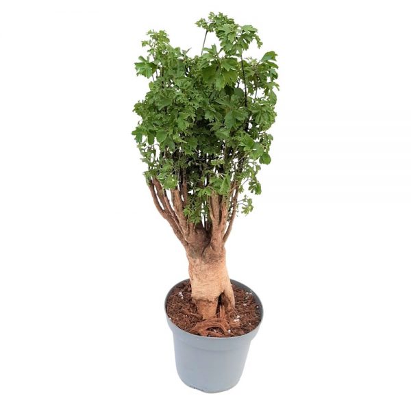 Bonsai Polyscias