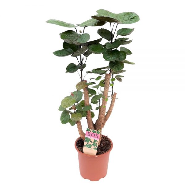 Polyscias