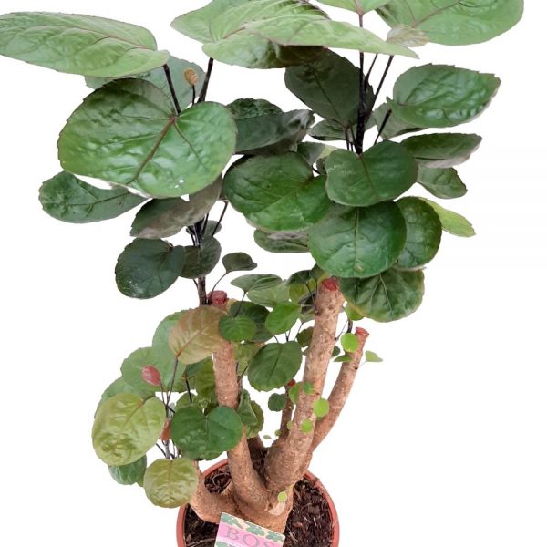 Polyscias