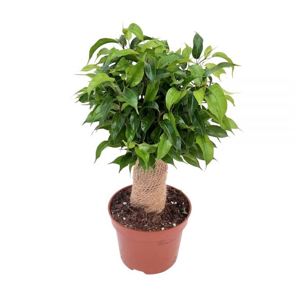 Ficus Benjamin Natasha