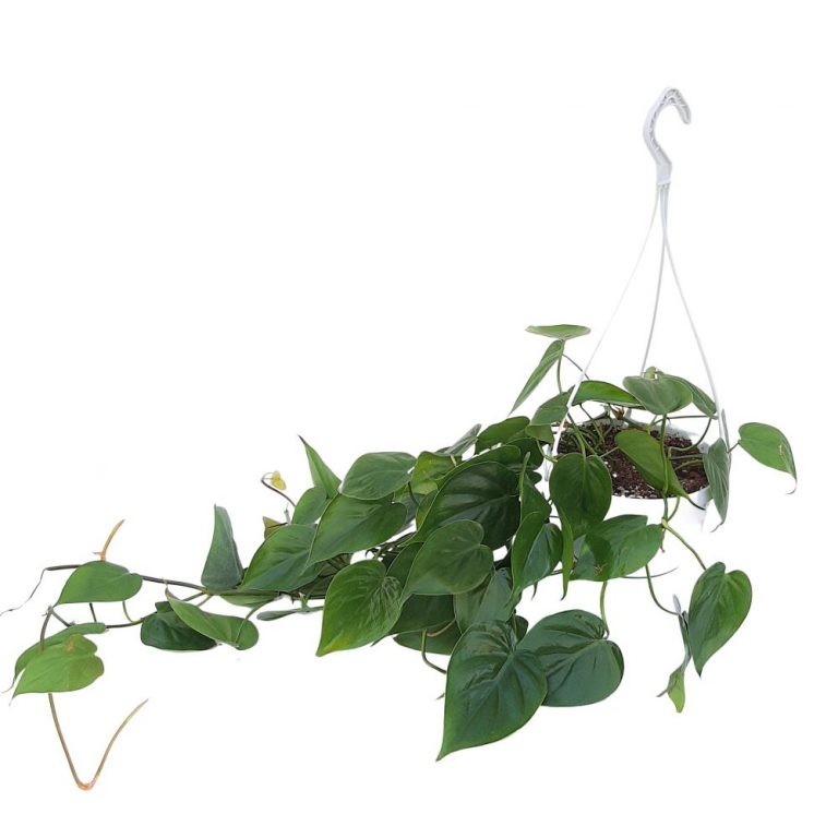 Philodendron Scadens Bol