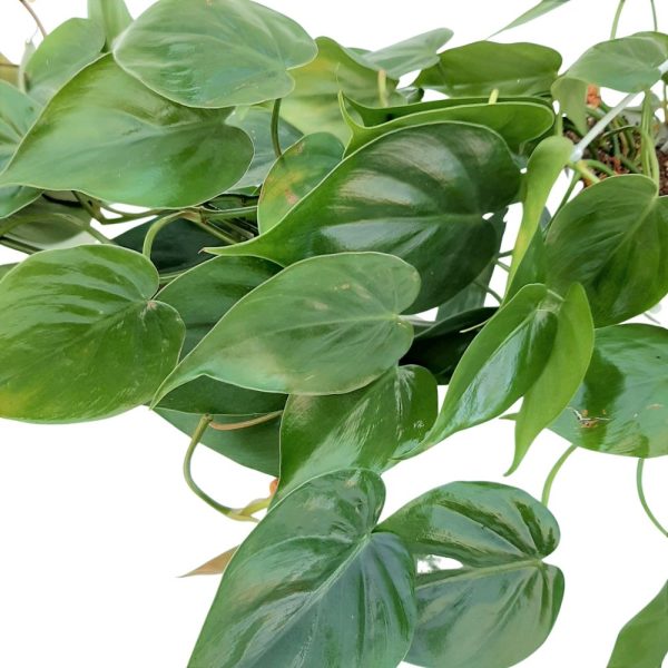 Philodendron Scadens Bol