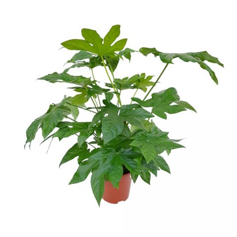 fatsia