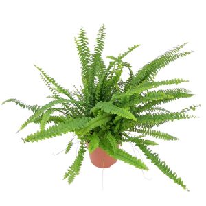 Nephrolepis