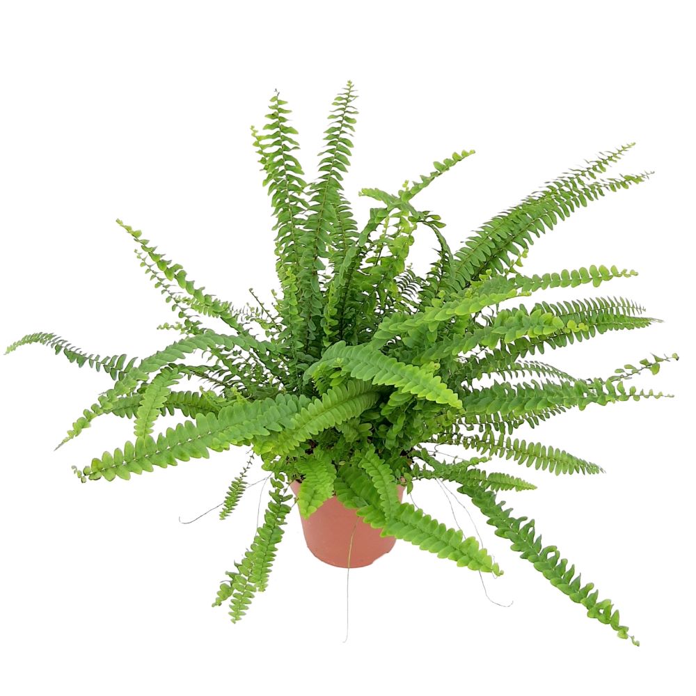 Nephrolepis