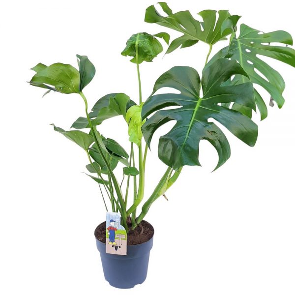 Monstera Deliciosa 100 cm