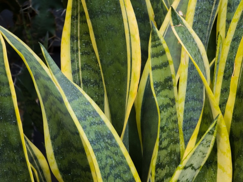 Planta Sansevieria cu instructiuni de ingrijire