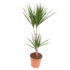 Dracaena marginata 2 tulpini D 21