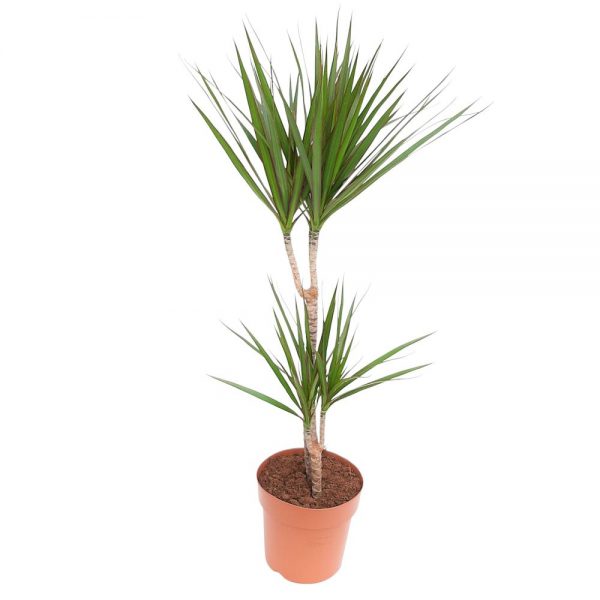 Dracaena marginata 2 tulpini D 21