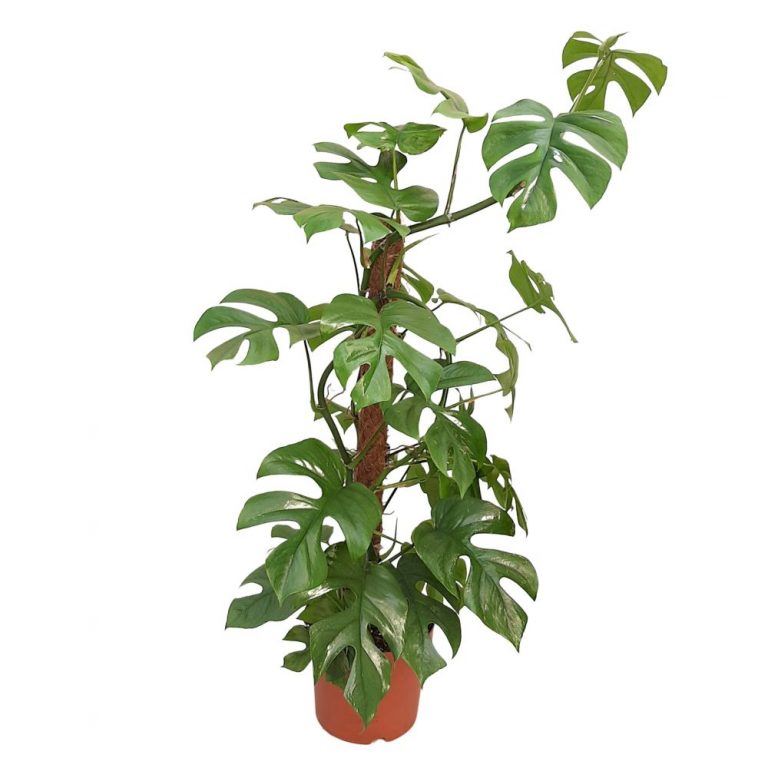 Monstera Deliciosa pe mostok