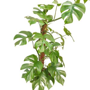 Monstera Deliciosa pe mostok