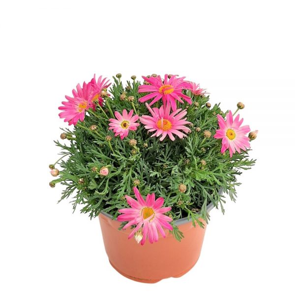 Margareta Argyranthemum Grecia